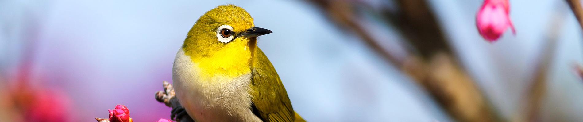 Hiking, Birds & Wildflowers
