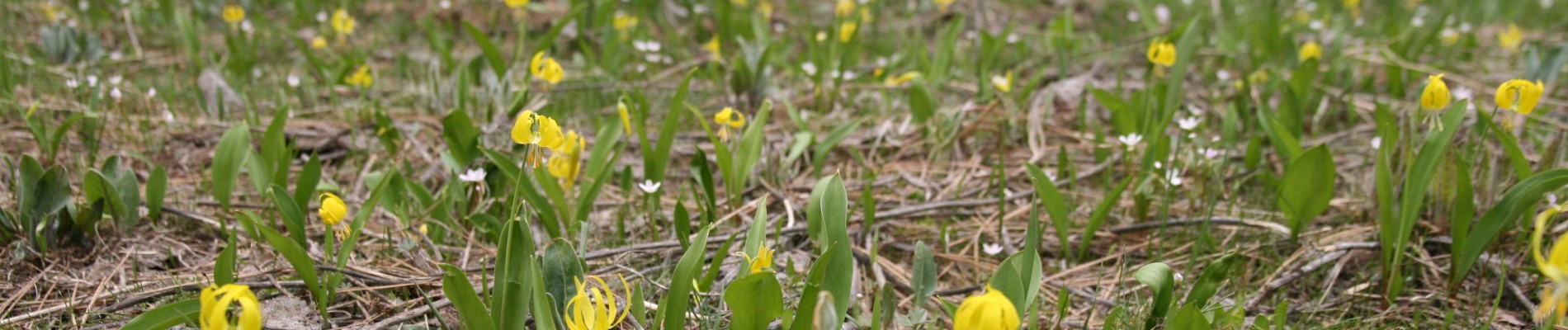 avalanche lilies