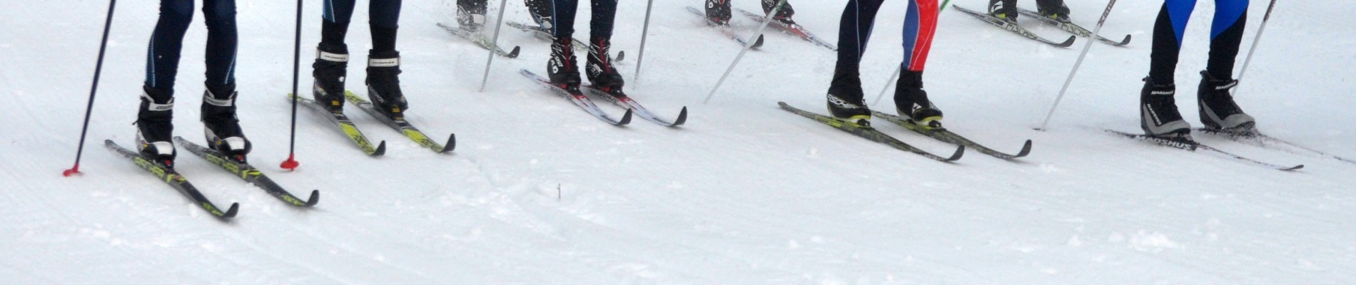 Row of cross country skis on snow